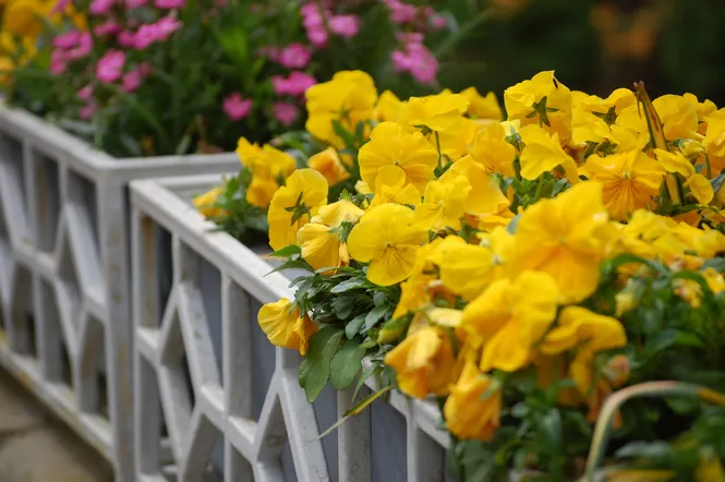 Pansies in the State Botanical Garden in Athens, GA