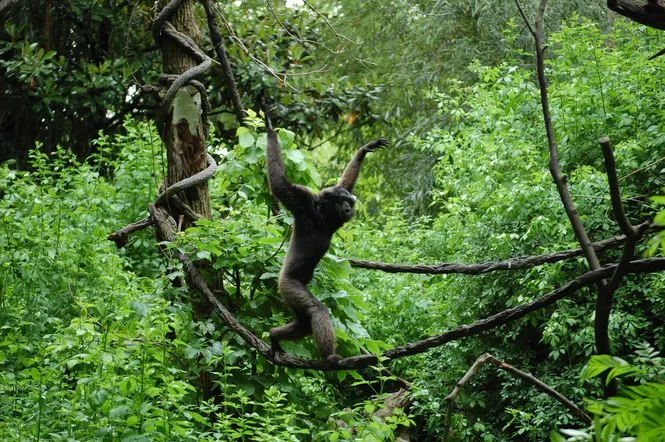 Gibbon tightrope walking along a vine at the Cincinnati Zoo and Botanical Garden in Cincinnati, OH