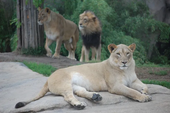 Lioness sunbathing with lions in the background at the Cincinnati Zoo and Botanical Garden in Cincinnati, OH