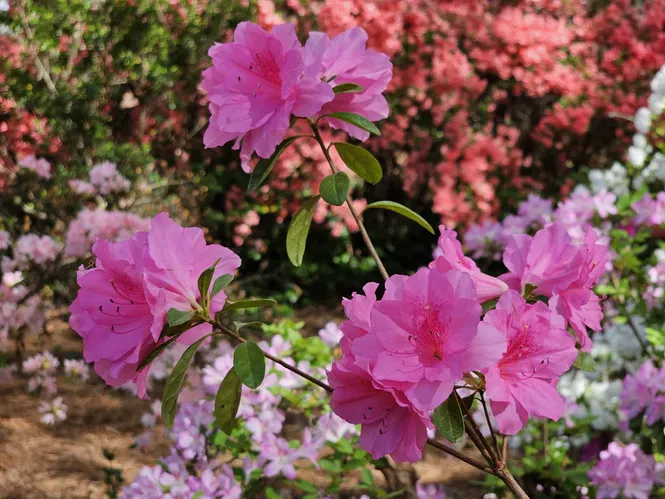 Azaleas at Glencairn Garden in York County, SC
