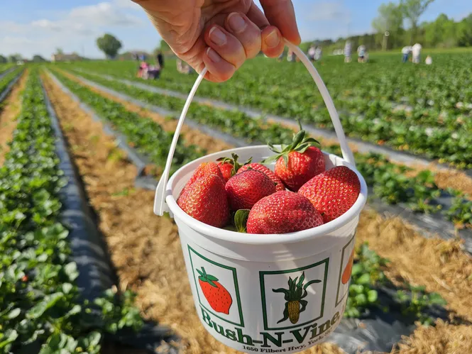 Fresh picked straweberries at Bush-N-Vine in York County, SC