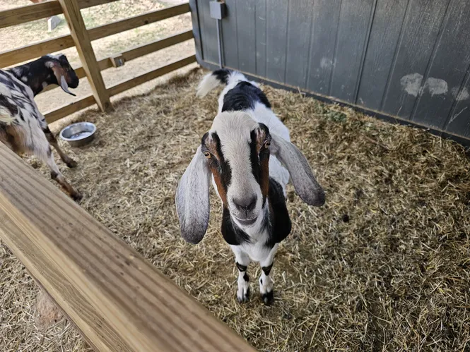 Goats at Anne Springs Close Greenway in York County, SC