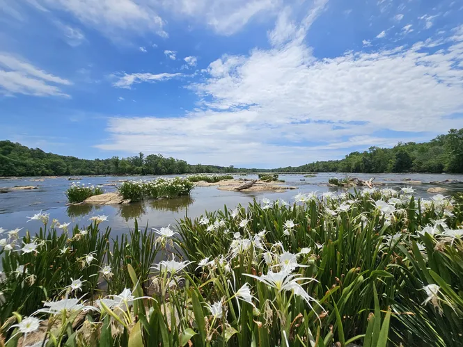 Spider Lilies at Landsford Canal in York County, SC