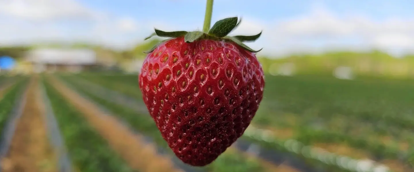 Flowers, Food, and Festivals in York County, SC