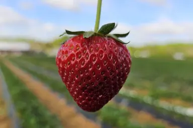 Flowers, Food, and Festivals in York County, SC
