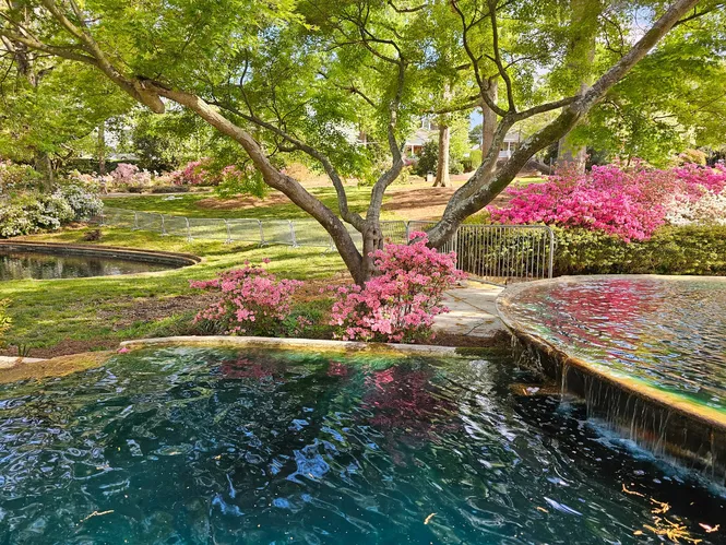 Azaleas at Glencairn Garden in York County, SC