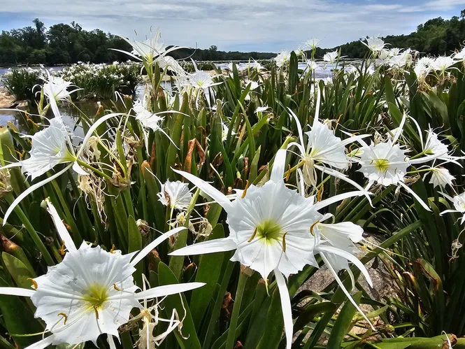Spider Lilies at Landsford Canal in York County, SC