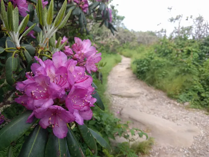 Flower on a trail in Asheville