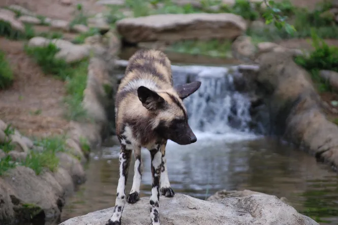 African Wild Dog at the Cincinnati Zoo and Botanical Garden in Cincinnati, OH
